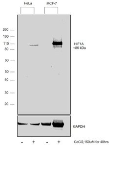 Invitrogen HIF1A Polyclonal Antibody 100 &mu;L | Buy Online | Invitrogen&trade; | Fisher Scientific