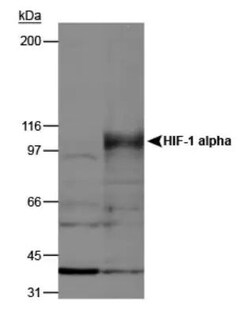 Invitrogen HIF1A Polyclonal Antibody 100 &mu;L | Buy Online | Invitrogen&trade; | Fisher Scientific