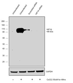 Invitrogen HIF1A Polyclonal Antibody 100 &mu;L | Buy Online | Invitrogen&trade; | Fisher Scientific