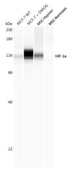 Invitrogen HIF1A Polyclonal Antibody 100 &mu;L | Buy Online | Invitrogen&trade; | Fisher Scientific