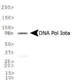 Invitrogen POLI Polyclonal Antibody 50 &mu;L; Unconjugated:Antibodies,