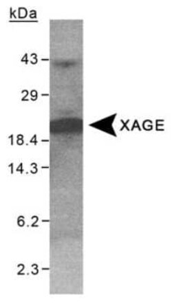 Invitrogen XAGE1 Polyclonal Antibody 100 &mu;L | Buy Online | Invitrogen&trade; | Fisher Scientific