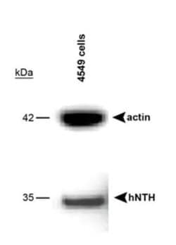 Invitrogen NTHL1 Polyclonal Antibody 100 &mu;L; Unconjugated:Antibodies,