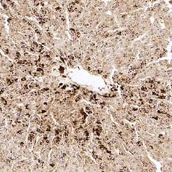 Invitrogen VG5Q Polyclonal Antibody 100 &mu;L | Buy Online | Invitrogen&trade; | Fisher Scientific