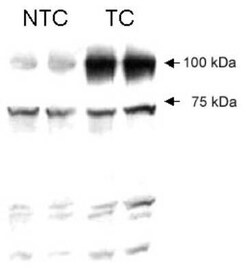Invitrogen VG5Q Polyclonal Antibody 100 &mu;L | Buy Online | Invitrogen&trade; | Fisher Scientific