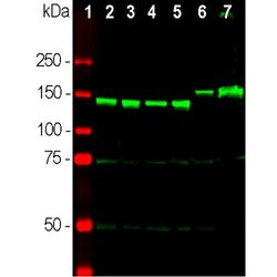 Invitrogen NEFM Polyclonal Antibody 100 &mu;L; Unconjugated:Antibodies,