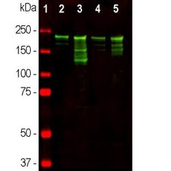 Invitrogen NF-H Polyclonal Antibody 50 &mu;L; Unconjugated:Anticorps, Polyclonal