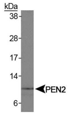 Invitrogen PEN2 Polyclonal Antibody 100 &mu;L | Buy Online | Invitrogen&trade; | Fisher Scientific