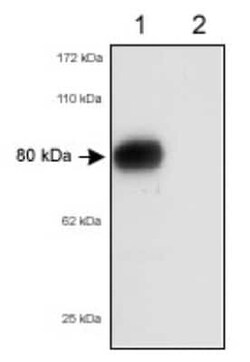 Invitrogen SR-BI/SR-BII Polyclonal Antibody 100 &mu;L; Unconjugated:Antibodies,