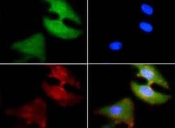 Invitrogen PDZK1 Polyclonal Antibody 100 &mu;L; Unconjugated:Antibodies,