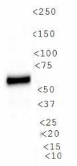 Invitrogen PDZK1 Polyclonal Antibody 100 &mu;L; Unconjugated:Antibodies,