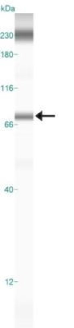 Invitrogen PDZK1 Polyclonal Antibody 100 &mu;L; Unconjugated:Antibodies,