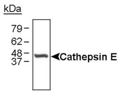 Cathepsin E Polyclonal Antibody, Invitrogen 100 &mu;L; Unconjugated:Antibodies,