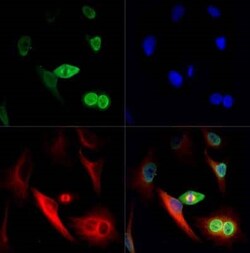 Invitrogen NuMA Polyclonal Antibody 100 &mu;L | Buy Online | Invitrogen&trade; | Fisher Scientific