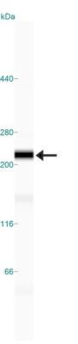 Invitrogen NuMA Polyclonal Antibody 100 &mu;L | Buy Online | Invitrogen&trade; | Fisher Scientific