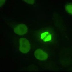Invitrogen TPX2 Polyclonal Antibody 100 &mu;L; Unconjugated:Antibodies,
