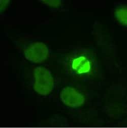 Invitrogen TPX2 Polyclonal Antibody 100 &mu;L | Buy Online | Invitrogen&trade; | Fisher Scientific