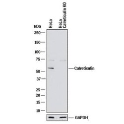 Invitrogen Calreticulin Polyclonal Antibody 100 &mu;L | Buy Online | Invitrogen&trade; | Fisher Scientific