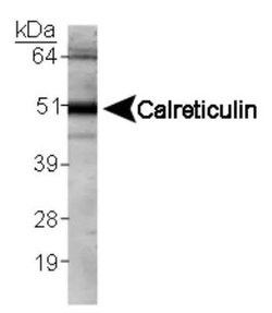 Invitrogen Calreticulin Polyclonal Antibody 100 &mu;L | Buy Online | Invitrogen&trade; | Fisher Scientific