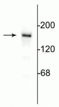 Invitrogen NMDAR2B Polyclonal Antibody 50 &mu;L; Unconjugated:Antibodies,