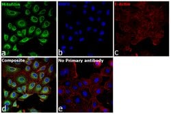 Invitrogen Mitofilin Polyclonal Antibody 100 &mu;L; Unconjugated:Antibodies,