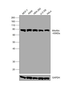 Invitrogen Mitofilin Polyclonal Antibody 100 &mu;L; Unconjugated:Antibodies,
