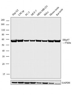Invitrogen ERp57 Polyclonal Antibody 100 &mu;L; Unconjugated:Antibodies,