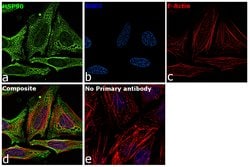 Invitrogen HSP90 alpha Polyclonal Antibody 100 &mu;g; Unconjugated:Antibodies,