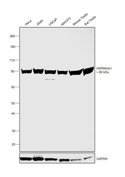 Invitrogen HSP90 alpha Polyclonal Antibody 100 &mu;g; Unconjugated:Antibodies,