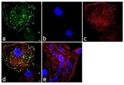 Invitrogen ADORA1 Polyclonal Antibody 100 &mu;L; Unconjugated:Antibodies,