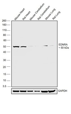 Invitrogen Endothelin A Receptor Polyclonal Antibody 100 &mu;L; Unconjugated:Antibodies,