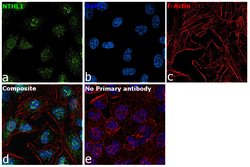 Invitrogen NTHL1 Polyclonal Antibody 100 &mu;L; Unconjugated:Antibodies,