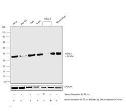 Invitrogen NTHL1 Polyclonal Antibody 100 &mu;L; Unconjugated:Antibodies,