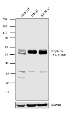 Invitrogen Peripherin Polyclonal Antibody 100 &mu;L; Unconjugated:Antibodies,