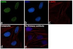 Invitrogen NuMA Polyclonal Antibody 100 &mu;L | Buy Online | Invitrogen&trade; | Fisher Scientific
