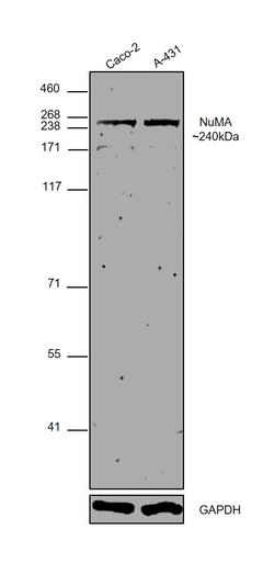 Invitrogen NuMA Polyclonal Antibody 100 &mu;L | Buy Online | Invitrogen&trade; | Fisher Scientific
