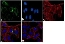 Invitrogen PRDX4 Polyclonal Antibody 100 &mu;L; Unconjugated:Antibodies,