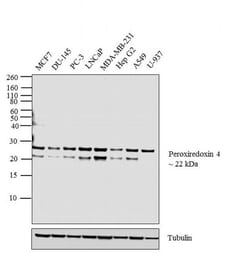 Invitrogen PRDX4 Polyclonal Antibody 100 &mu;L; Unconjugated:Antibodies,
