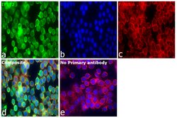 IFIT2 Polyclonal Antibody, Invitrogen 100 &mu;L; Unconjugated:Antibodies,