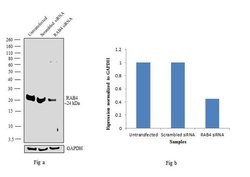 Invitrogen Rab4 Polyclonal Antibody 100 &mu;L; Unconjugated:Antibodies,