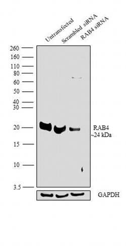 Invitrogen Rab4 Polyclonal Antibody 100 &mu;L; Unconjugated:Antibodies,