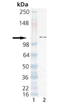 Invitrogen PARP1 Polyclonal Antibody 100 &mu;L; Unconjugated:Antibodies,