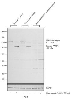 Invitrogen PARP1 Polyclonal Antibody 100 &mu;L; Unconjugated:Antibodies,