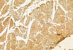 Invitrogen Kindlin 2 Polyclonal Antibody 100 &mu;L; Unconjugated:Antibodies,