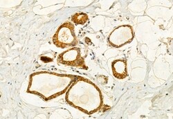 Invitrogen Kindlin 2 Polyclonal Antibody 100 &mu;L; Unconjugated:Antibodies,