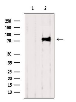 Invitrogen Kindlin 2 Polyclonal Antibody 100 &mu;L; Unconjugated:Antibodies,