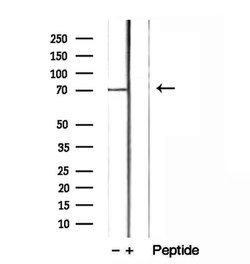 Invitrogen LGALS3BP Polyclonal Antibody 100 &mu;L; Unconjugated:Antibodies,