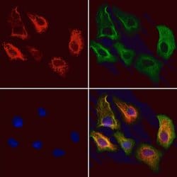 Invitrogen RNaseH1 Polyclonal Antibody 100 &mu;L; Unconjugated:Antibodies,