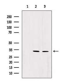 Invitrogen RNaseH1 Polyclonal Antibody 100 &mu;L; Unconjugated:Antibodies,