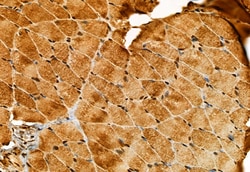 Invitrogen SQRDL Polyclonal Antibody 100 &mu;L; Unconjugated:Antibodies,